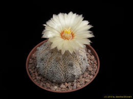 Astrophytum cv. Superkaputo 2493
